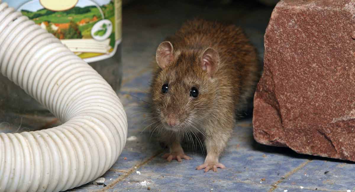 Серая крыса 5. Серая крыса. Серая крыса икеа. What is a rat Infestation in your own Home?.