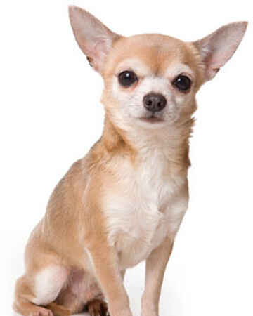 Chihuahua Zoopedia Wiki Fandom