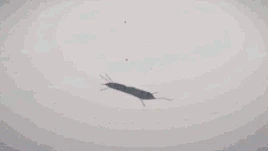 Destrucción de hechizos (2)