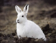 Arctic hare