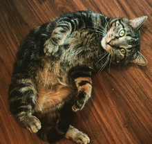 Jackson's first cat, Hades.