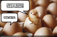 Surprise chicken