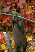 Beaver chewing