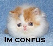 Confused lolcat