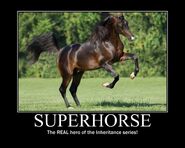 Motiv - superhorse