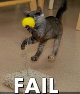 Fail cat