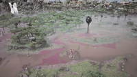 Swamp