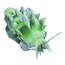 Green Power Slug