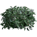 Leaves.png