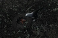 Test rendition of adult Dakotaraptor inspecting its nest, displaying one of the eggs as being dead.