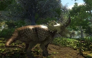 Juvenile Triceratops in its environment