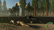 Adult Dakotaraptor close to two beached Champsosaurus carcasses
