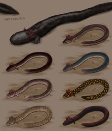 Habrosaurus designs