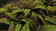 Hatchling Triceratops in its nest