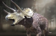Subadult Triceratops