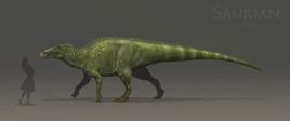 Sub-adult