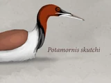 Potamornis