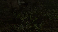 Triceratops female close to her nest.