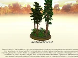 Redwood forest