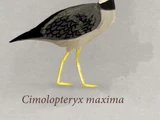 Cimolopteryx