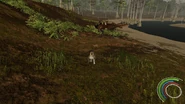 Young Dakotaraptor being chase by a Palaeosaniwa, with a ornithomimid flock in the background