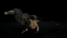 Acheroraptor-temertyorum-Saurian-game-300x169