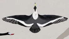 Ichthyornithean wingspan