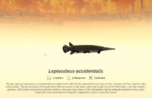 Lepisosteus encyc