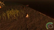 Young Dakotaraptor being stalked by a Borealosuchus with a Brachychampsa in the background