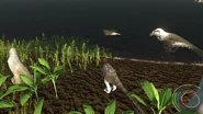 Hatchling Dakotaraptor and its parent, starring at a swimming Champsosaurus