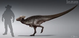 Sub-adult P. spinifer