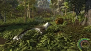 Dakotaraptor looking at an Ankylosaurus
