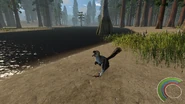 587450 screenshots 20191225121407 1.jpg (619 KB) Juvenile Dakotaraptor with a Chamops kill