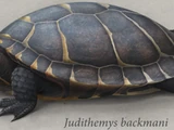 Judithemys