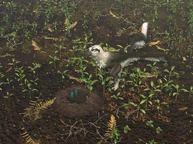Dakotaraptor mating pair close to its nest with eggs.