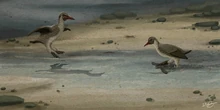 An illustration featuring  hunting baby Toxochelys in , by J.W. Kirby.