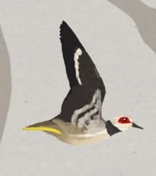 Cimolopteryx flying