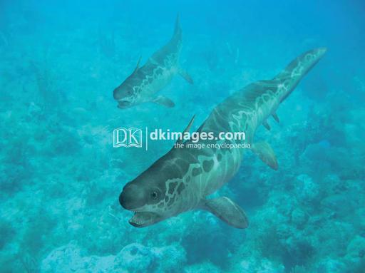 xenacanthus shark