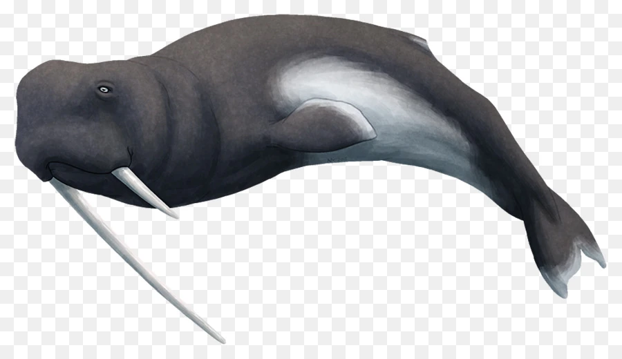 Odobenocetops Sauropedia Wiki Fandom