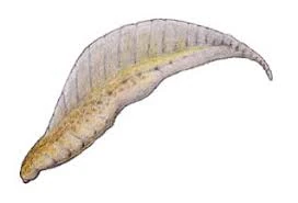 Yunnanozoon Sauropedia Wiki Fandom