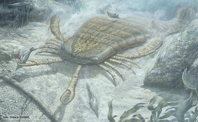 jaekelopterus