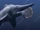 Helicoprion