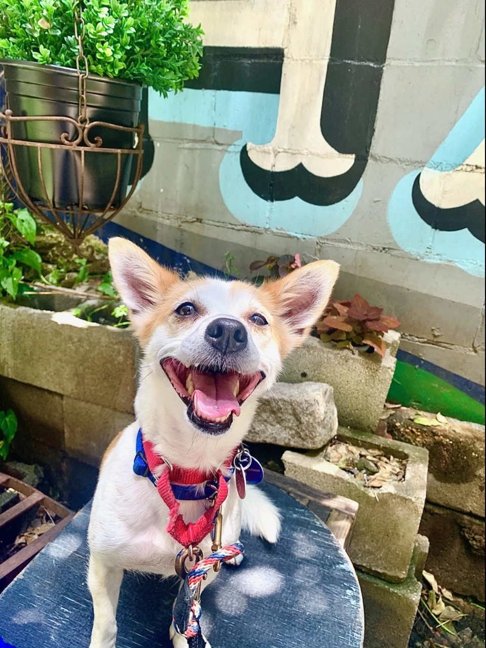 Magnus | Save Data Wiki | Fandom