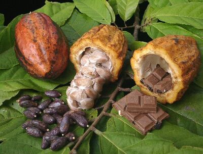 Cacao chocolat