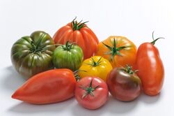 Tomates-anciennes-la-Super-Halle-dOullins.jpg