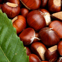 Marrons Wikia Saveurs Du Monde Fandom Marrons Wikia Saveurs Du Monde Fandom