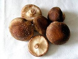 290px-Lentinula edodes.jpg