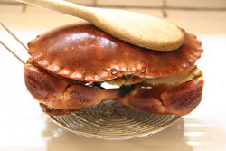 Crabe.jpg
