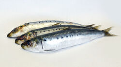 Sardines4.jpg