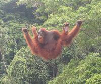 Orang-utan1